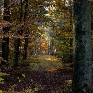 Sophro-balade #1 : Le souffle des arbres
